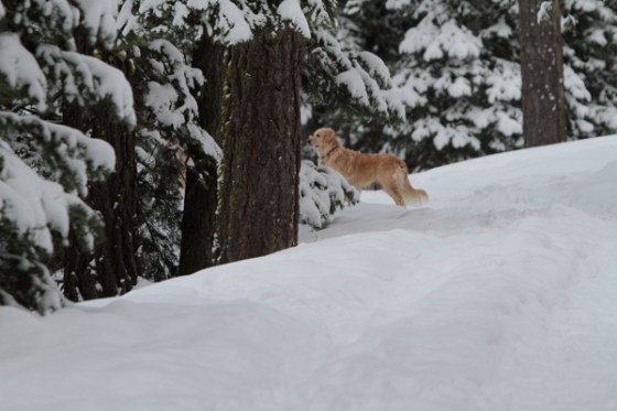 untitledNov 12_-100DGoldens