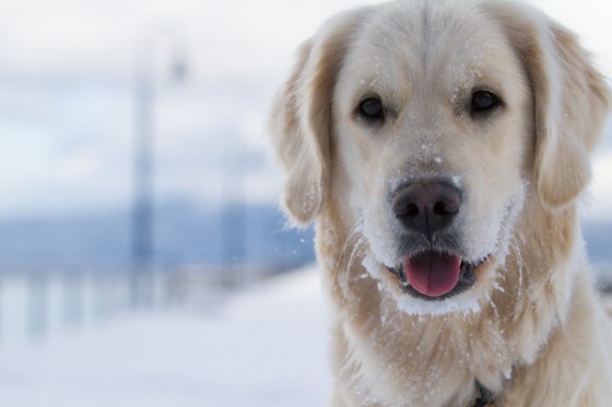 untitledNov 12_-103DGoldens