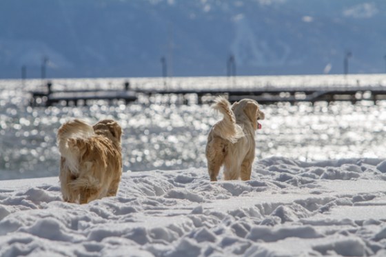 untitledNov 12_-119DGoldens