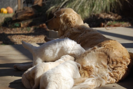 untitledNov 12_-125DGoldens