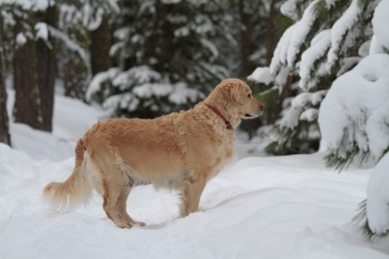 Miss Maisie Rose full of pups