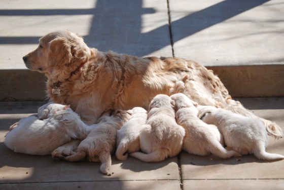 untitledNov 12_-162DGoldens