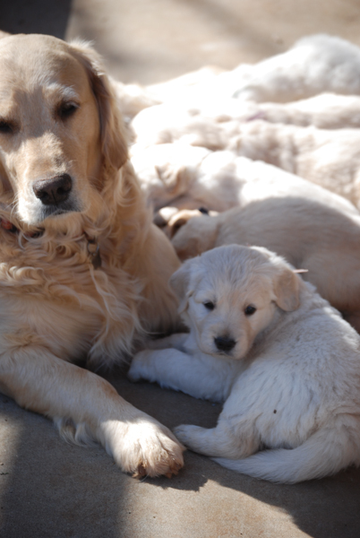 untitledNov 12_-163DGoldens