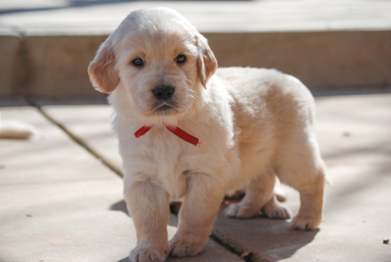 untitledNov 12_-180DGoldens