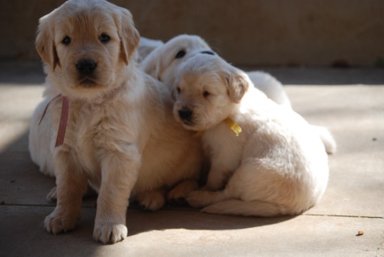 untitledNov 12_-211DGoldens