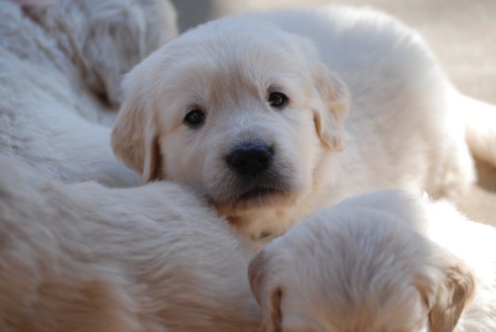 untitledNov 12_-213DGoldens