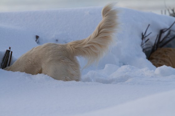 untitledNov 12_-21DGoldens