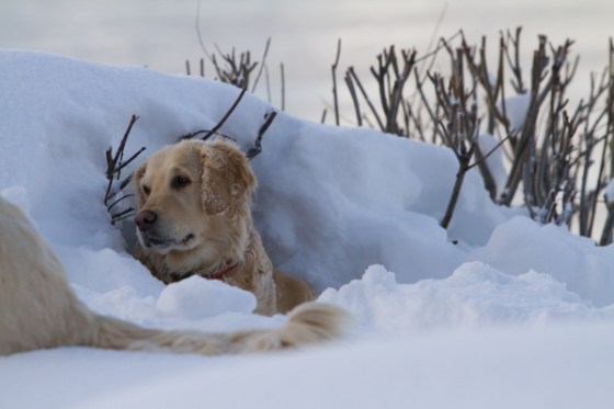 untitledNov 12_-22DGoldens