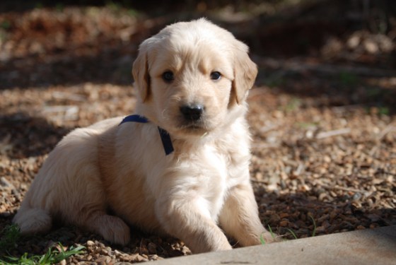 untitledNov 12_-235DGoldens