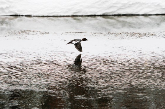 untitledNov 12_-27DGoldens