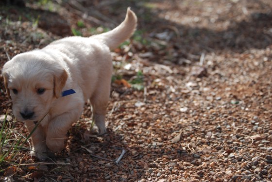 untitledNov 12_-280DGoldens