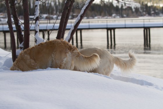 untitledNov 12_-30DGoldens