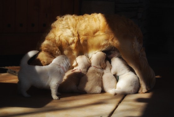 untitledNov 12_-37-EditDGoldens