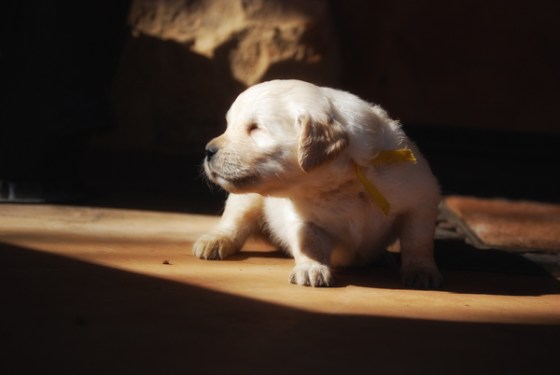 untitledNov 12_-38-EditDGoldens