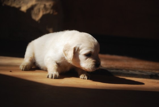 untitledNov 12_-39-EditDGoldens