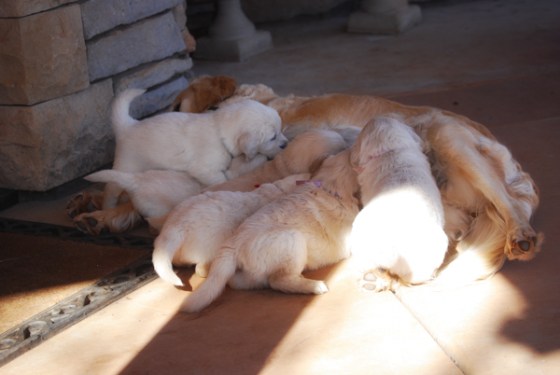 untitledNov 12_-41-EditDGoldens