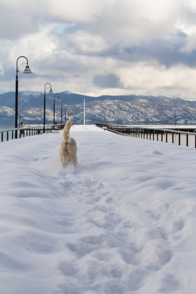 untitledNov 12_-44DGoldens