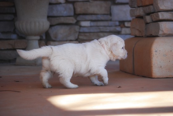 untitledNov 12_-45-EditDGoldens