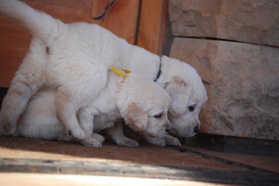 untitledNov 12_-54DGoldens