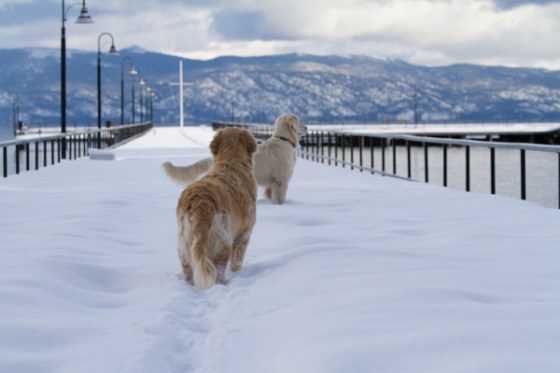 untitledNov 12_-55DGoldens