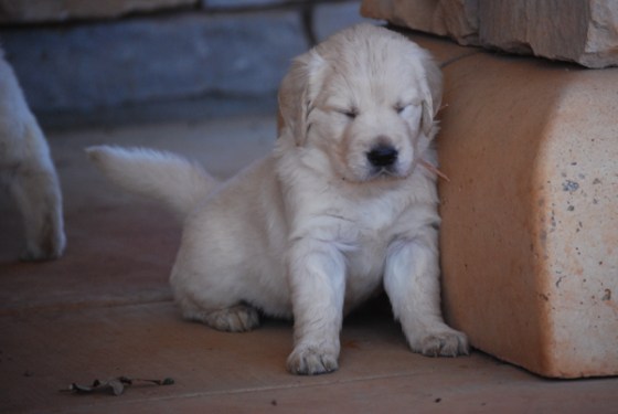 untitledNov 12_-61DGoldens