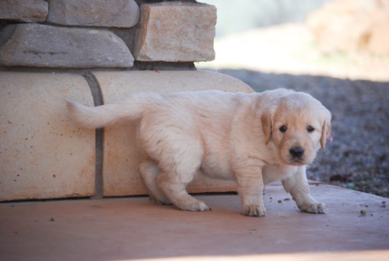 untitledNov 12_-75DGoldens