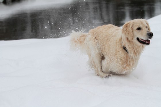 untitledNov 12_-87DGoldens