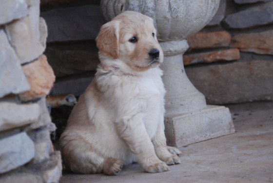 untitledNov 12_-87DGoldens