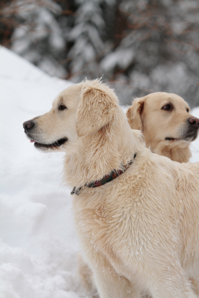 untitledNov 12_-90DGoldens