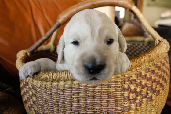 untitledNov 12_-12DGoldens