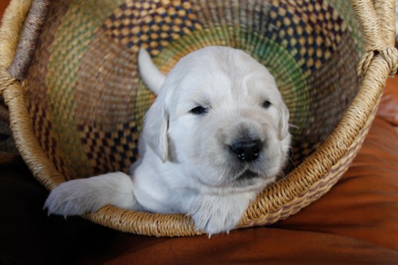 untitledNov 12_-16DGoldens