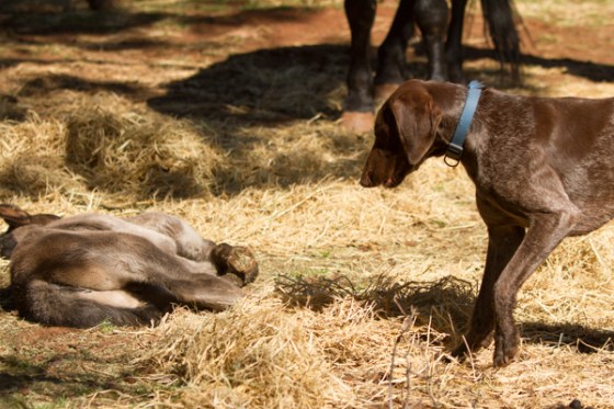 untitledNov 12_-185DGoldens