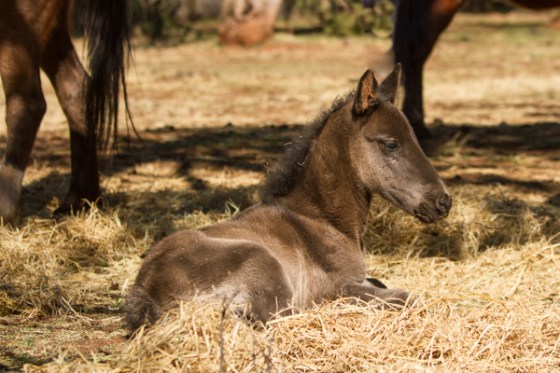 untitledNov 12_-186DGoldens