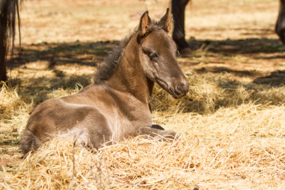 untitledNov 12_-187DGoldens