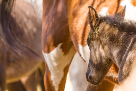 untitledNov 12_-190DGoldens