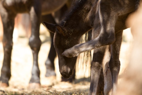 untitledNov 12_-192DGoldens