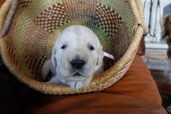 untitledNov 12_-24DGoldens