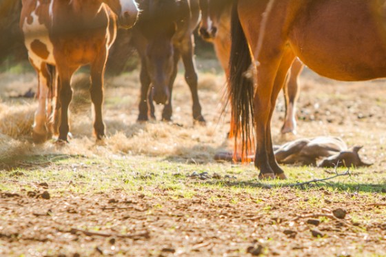 untitledNov 12_-298DGoldens