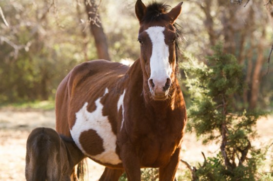 untitledNov 12_-305-EditDGoldens