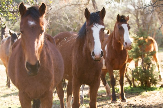 untitledNov 12_-307DGoldens