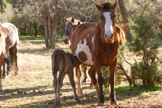 untitledNov 12_-311DGoldens