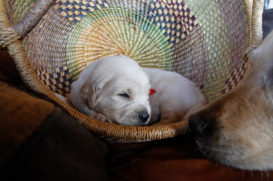 untitledNov 12_-31DGoldens