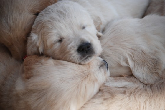 untitledNov 12_-326DGoldens