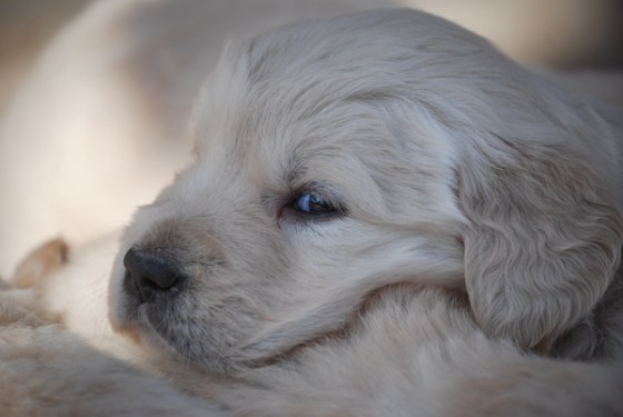 untitledNov 12_-355DGoldens