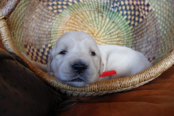 untitledNov 12_-36DGoldens