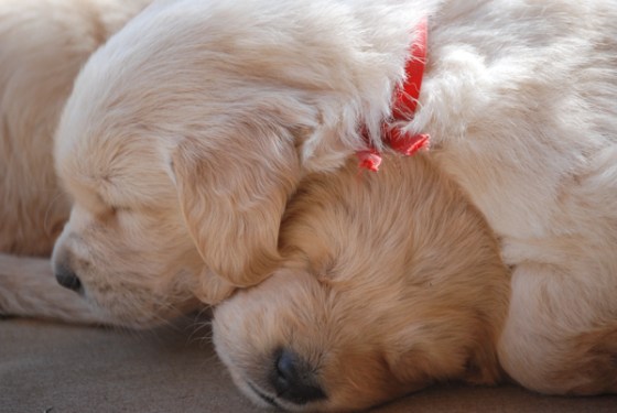 untitledNov 12_-388DGoldens