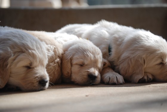 untitledNov 12_-397DGoldens