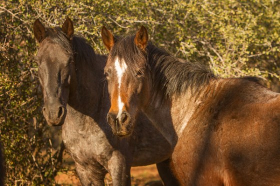 untitledNov 12_-428-EditDGoldens