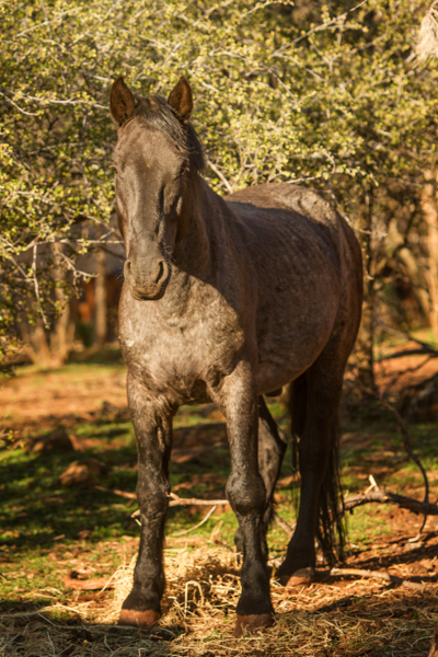 untitledNov 12_-433-EditDGoldens