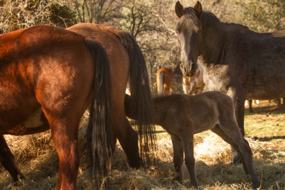 untitledNov 12_-441-EditDGoldens